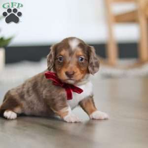 Jake, Dachshund Puppy